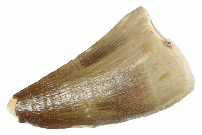 Fossil Mosasaur (Prognathodon) Tooth - Morocco #237125